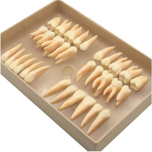 Caja con 32 piezas dentarias para aprender anatomía 