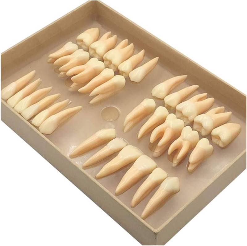 Caja con 32 piezas dentarias para aprender anatomía 